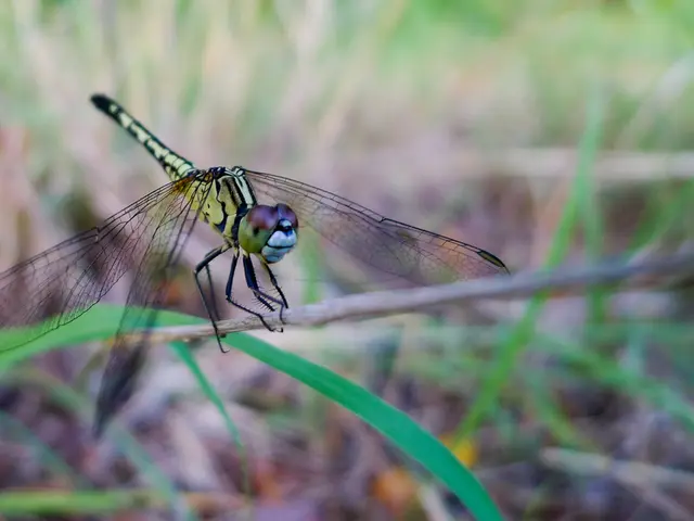 The Swordsman's Battle Weapon: The Dragon's Axe